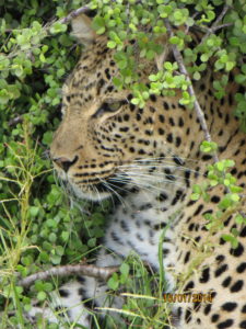Nina Hedegaard var heldig og fik taget et billede af en leopard.